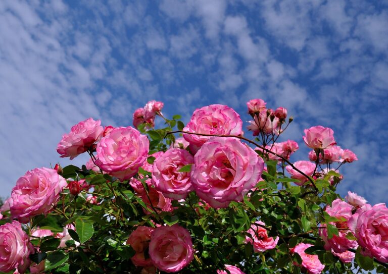 roses, bush, pink-411761.jpg