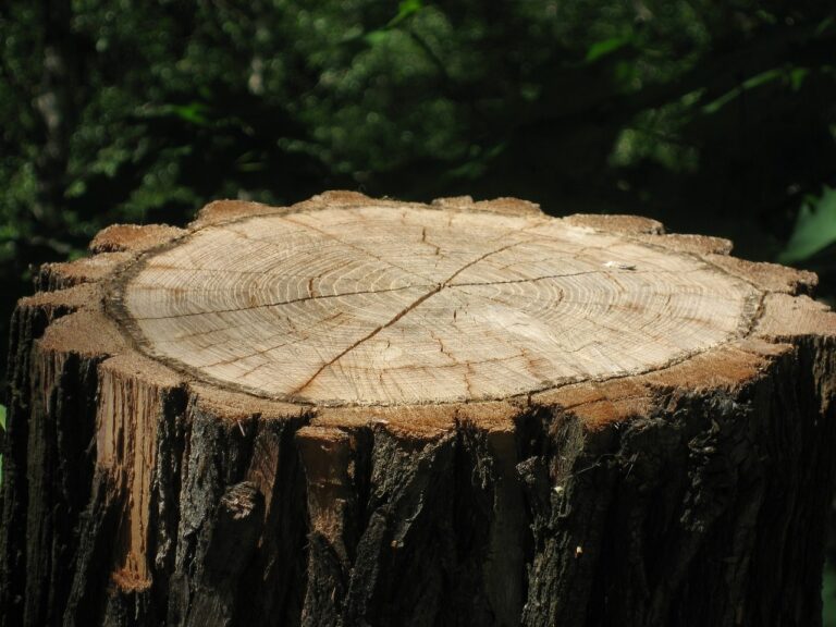 tree stump, tree bark, wood-3350196.jpg
